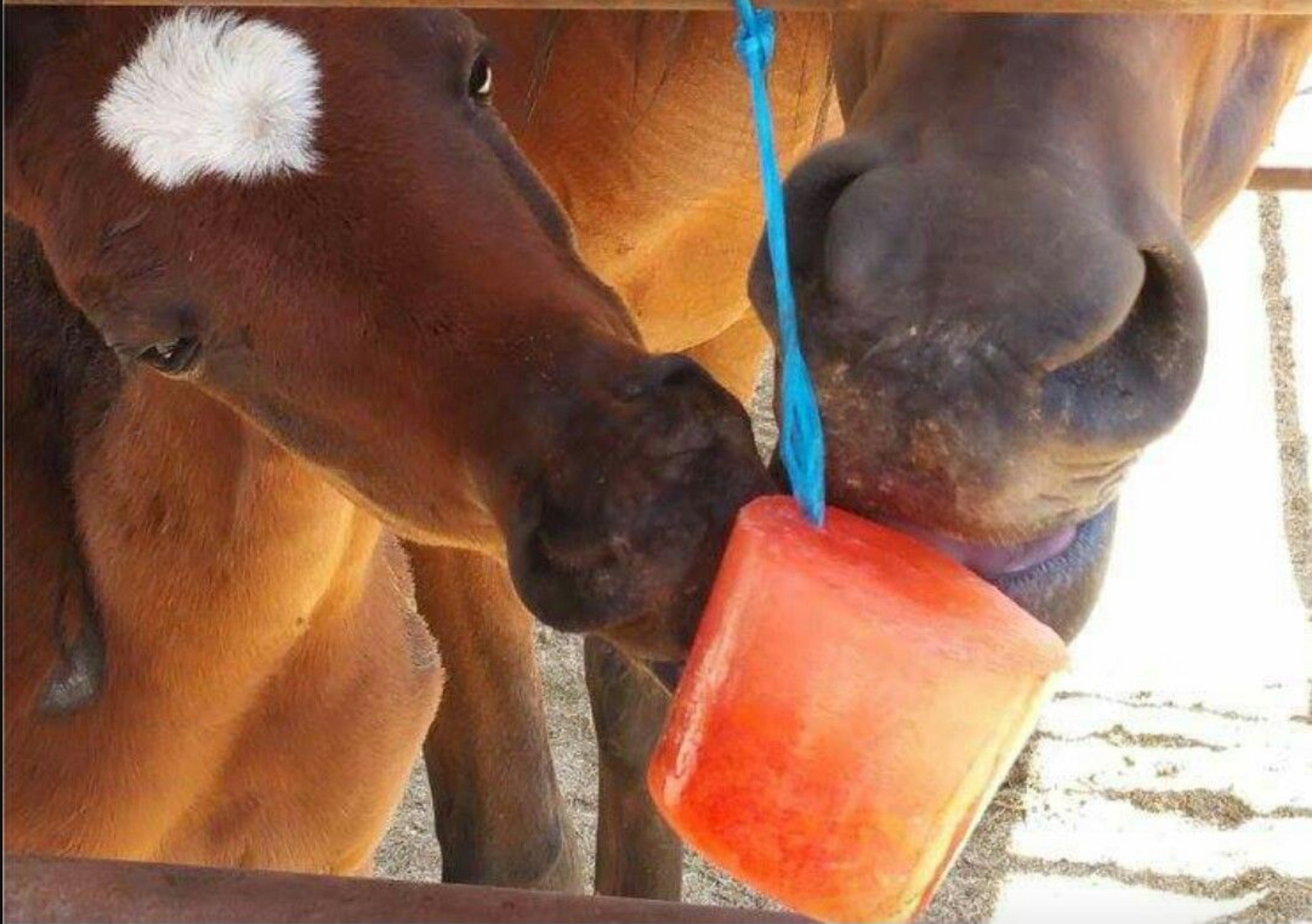 Beat the Heat with Horse Popsicles