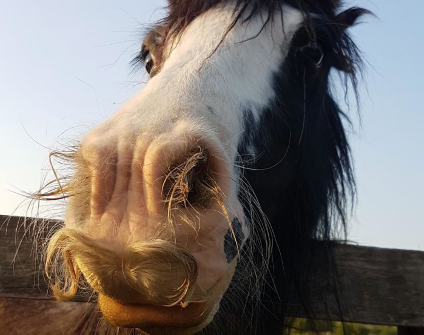 Horse Mustaches--Truth or Fiction?