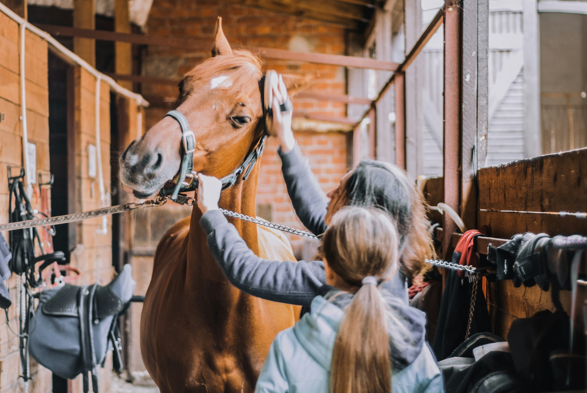 Grooming & Horse Care